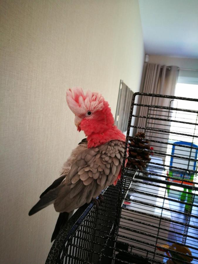 Celine Et Jose Apartment Cubzac-les-Ponts ภายนอก รูปภาพ